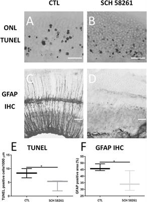 Adenosine A2A Receptor: A New Neuroprotective Target in Light-Induced Retinal Degeneration